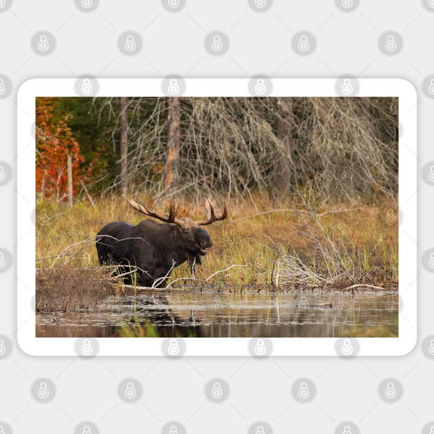 Smiling Moose, Algonquin park Sticker by Jim Cumming